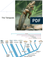 Class Amphibia: The Tetrapods