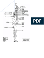 Chapman's Reflexes Points