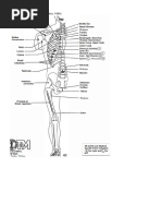 Neurolymphatic Points Chapmans Reflexes | PDF | Anatomical Terms