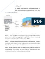 Membrane Plasma Dan Dinding Sel