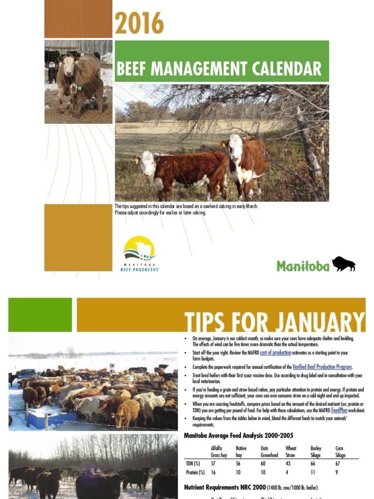 Beef Calendar PDF | PDF | Calf | Cattle