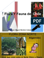 Flora y Fauna de Chile 1212342229167826 8