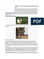 Hunting and Feeding: Feline Immunodeficiency Virus