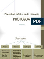 KELOMPOK 3 Protozoa