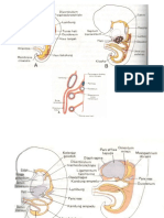 embriologi-susunan-pencernaan