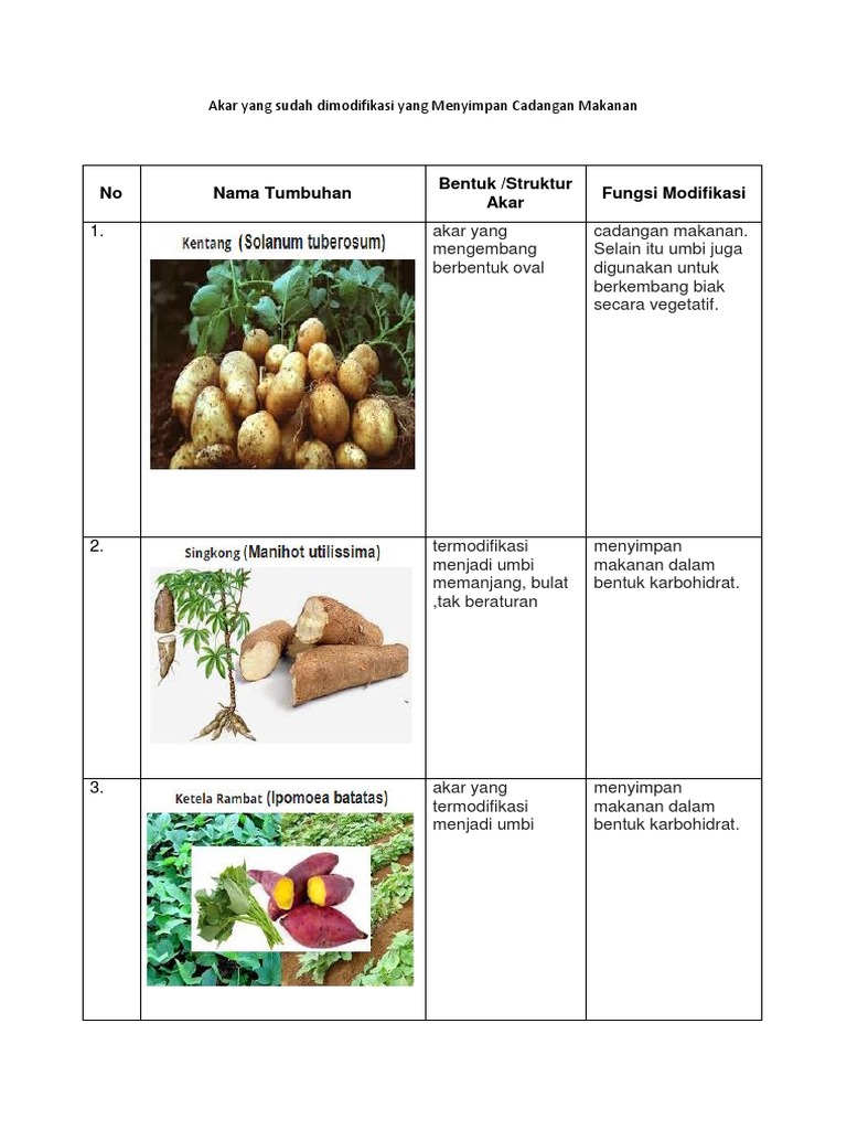 Nama Tumbuhan Bentukstruktur Akar Fungsi Modifikasi Akar