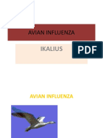 24. Avian Influenza
