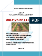 Cultivo de La Papa