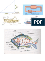 Sistema Circulatorio