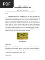 Download Mengenal lebih jauh tentang Udang Galah Macrobrachium Rosenbergii de Man by Erland A Rukka SN39544078 doc pdf