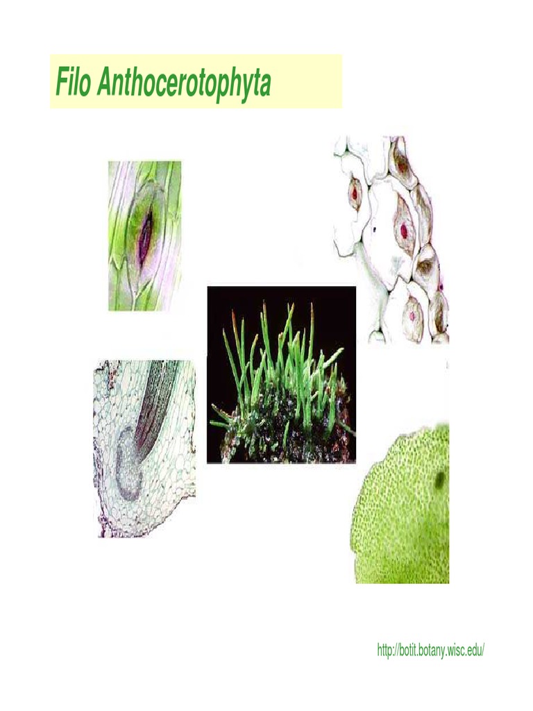 Anthocerotophyta PDF Plantas Organismos
