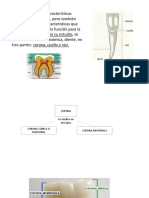 generalidades de los dientes.pptx