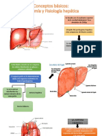 Hígado: anatomía, funciones y patologías