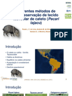 Criopreservação de Tecido Testicular de Catetos