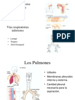 Vías Respiratorias Superiores2