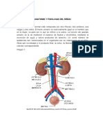 Anatomia y Fisiologia Del Riñon