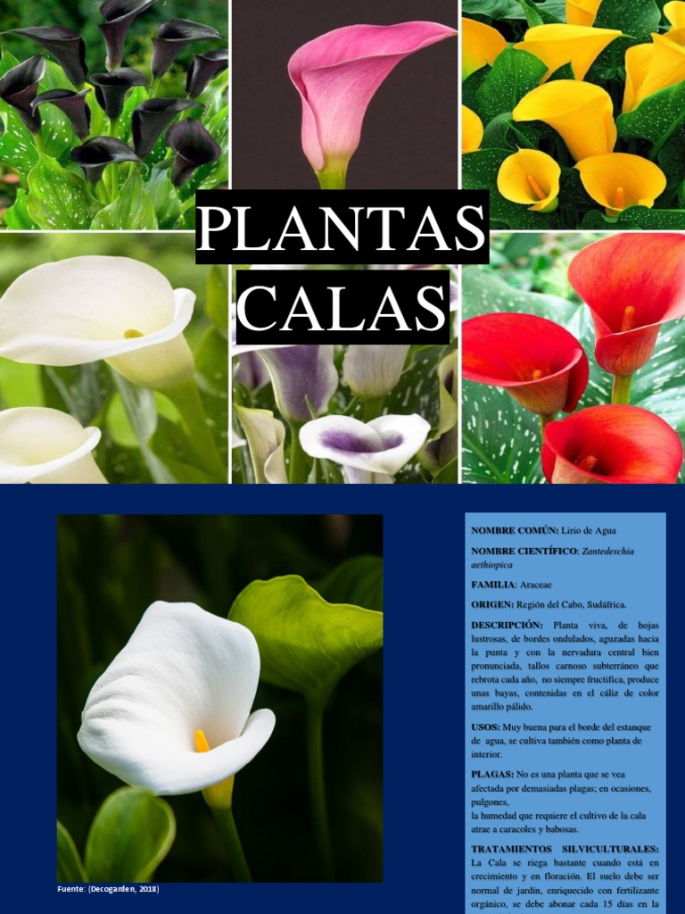Plantas Calas | PDF | Hoja | Flores, image size:768x1024