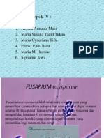 KLMPK 5 (FUSARIUM Oxysporum)