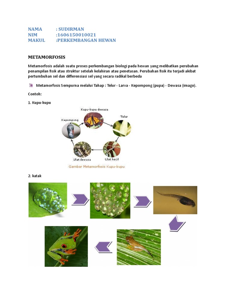 Metamorfosis Nama Sudirman Nim 1606150010021 Makul