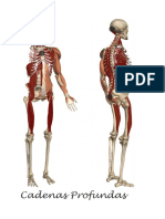 Cadenas Musculares Osteopatia