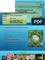 Fertilización en sandía optimizada