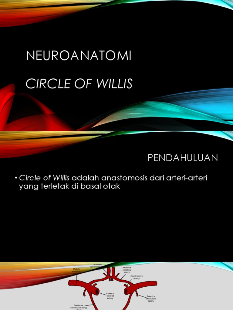 Circle of Willis | PDF
