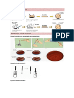 Figura 1 Método para Recuento de Microorganismos