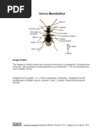 Key To The UK Species of Bembidion