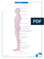 cadenas musculares.pdf