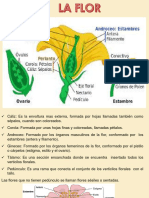 Flor, fruto y semillas.pdf