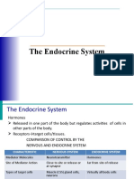 Endocrine System