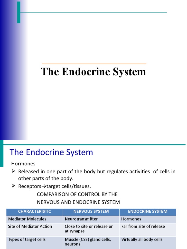Overview of the Endocrine System | PDF | Adrenal Gland | Endocrine System