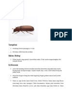 Kumbang Tepung