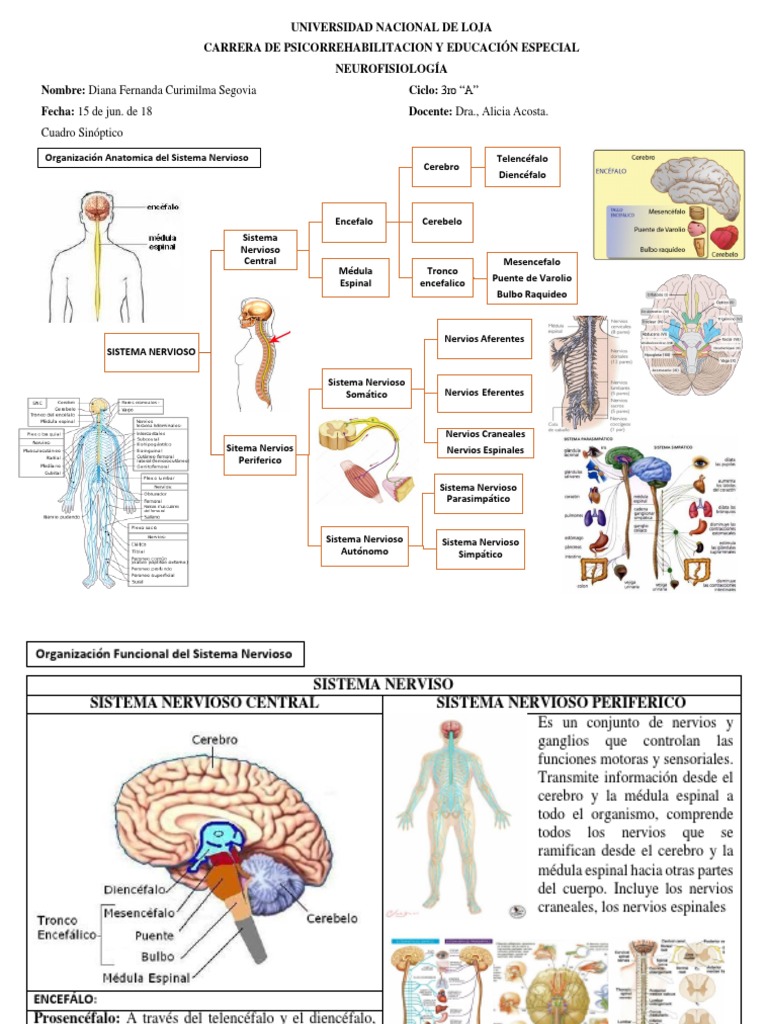 Mapa Conceptual Sistema Nervioso Central y Autonomo | PDF | Sistema nervioso  | Sistema nervioso central