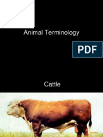 Animal Terminology 2