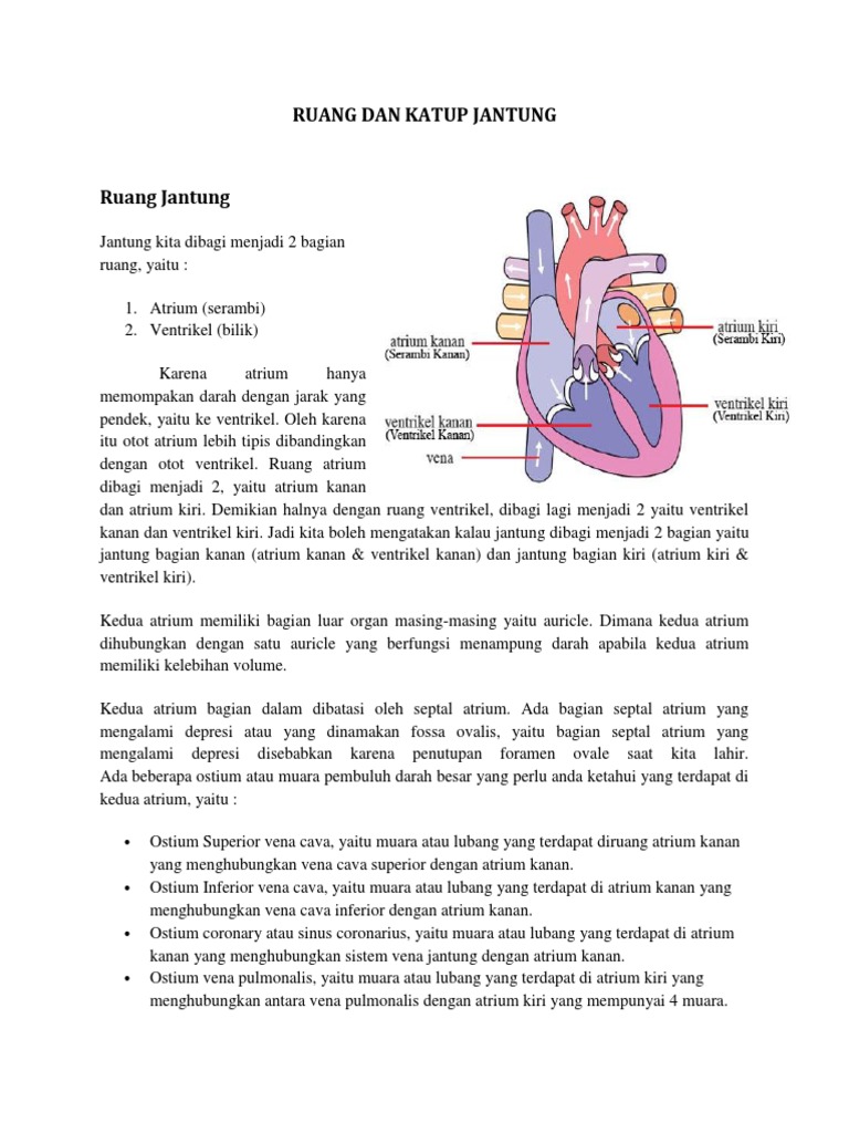 Ruang Jantung | PDF