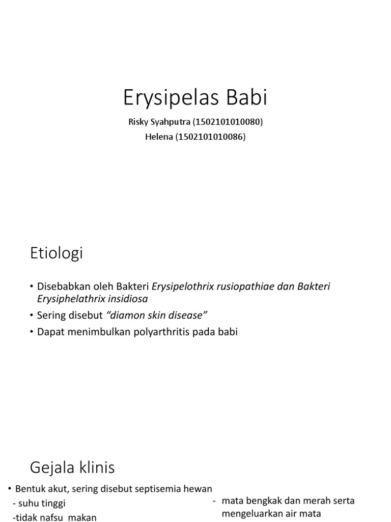 Erysipelas Babi