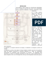 METABOLISMO - Glicolisis