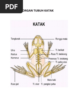 Organ Tubuh Katak Pdf
