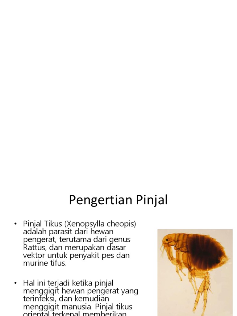 Makalah Xenopsylla Cheopis Contoh Makalah