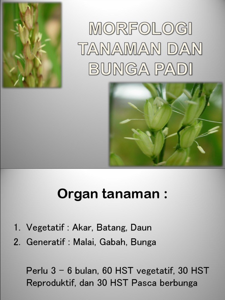 1 Morfologi Tanaman Padi