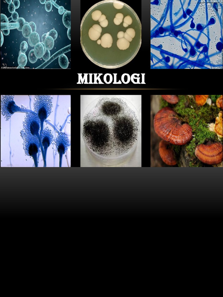 Mikologi Pdf
