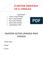 Sistem urinaria pada ikan dan unggas