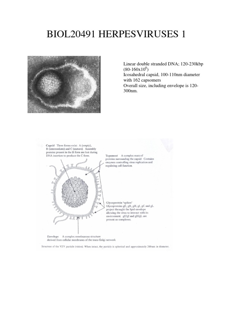 Overview of Human Herpesviruses | PDF
