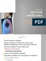 Necator Americanus2