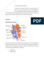 Anatomy and Physiology of the Cardiovascular System