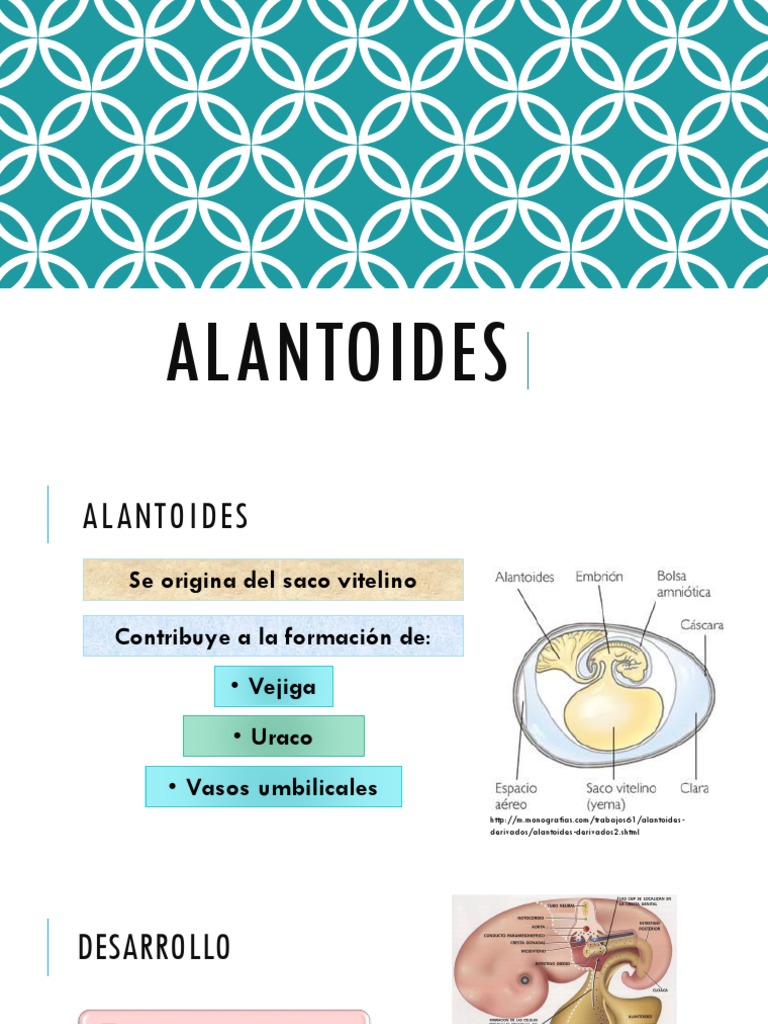Función y desarrollo del alantoides | PDF