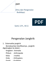 Ternak Harapan (Jangkrik)