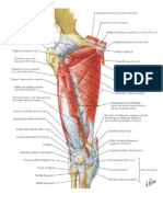 Anatomi femur.docx