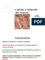 Biología Celular y Molecular Del Músculo